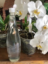 Organic Sparkling Elderflower Drink 